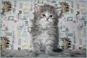 Female Siberian Kitten from Deedlebug Siberians